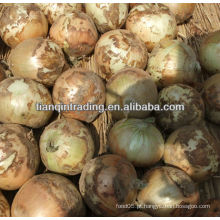Chinês onin colheita 2012